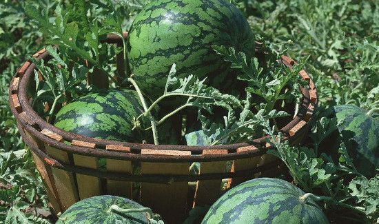 西瓜用保鲜膜包住放第二天可以吃吗