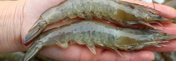 鸡尾虾线怎么弄