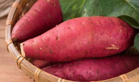 发芽的红薯能吃吗有毒吗