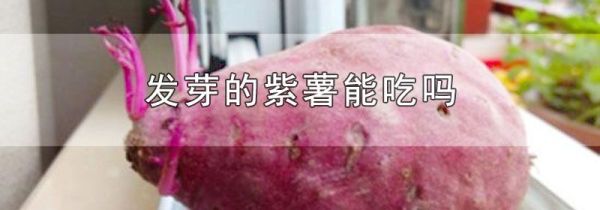 发芽的紫薯能吃吗