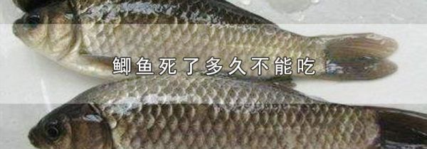 鲫鱼死了多久不能吃