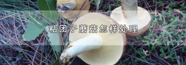 粘团子蘑菇怎样处理
