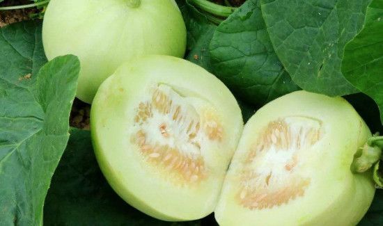 香瓜的籽为什么不能吃