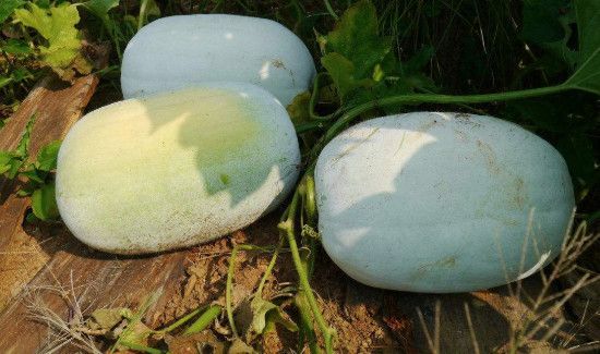 冬瓜切开后怎么保存不会烂