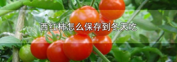 西红柿怎么保存到冬天吃