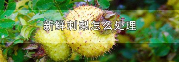 新鲜刺梨怎么处理