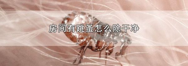房间有跳蚤怎么除干净