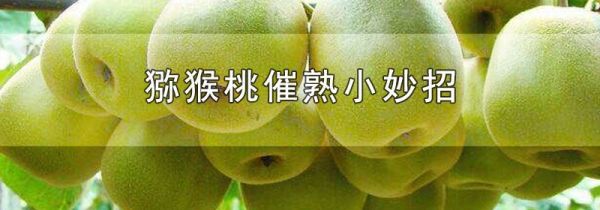猕猴桃催熟小妙招