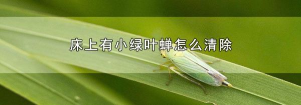 床上有小绿叶蝉怎么清除
