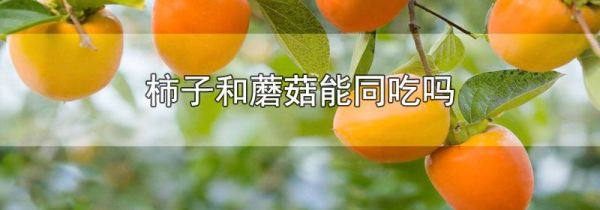 柿子和蘑菇能同吃吗