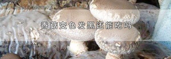 香菇变色发黑还能吃吗