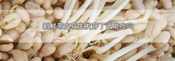 新鲜带皮花生发芽了还能吃吗
