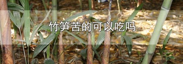 竹笋苦的可以吃吗
