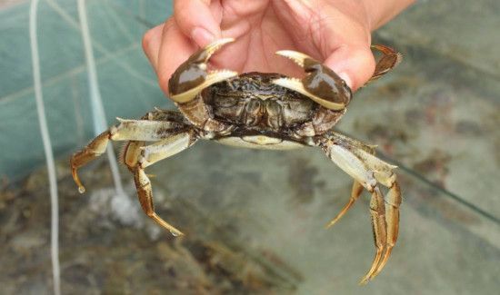 螃蟹可以放冰箱冷冻保存吗