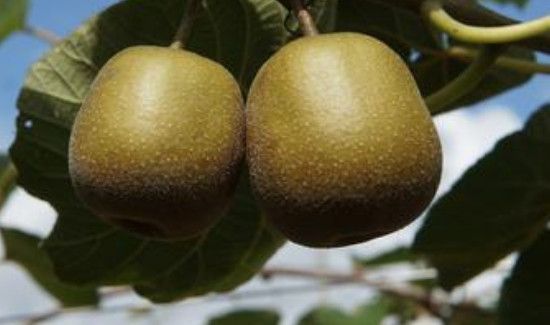 猕猴桃没熟可以放冰箱吗