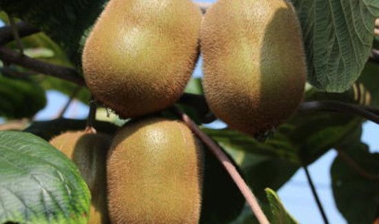 猕猴桃没熟可以放冰箱吗