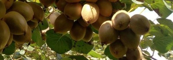 猕猴桃没熟可以放冰箱吗