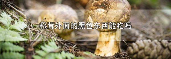 松茸外面的黑色东西能吃吗