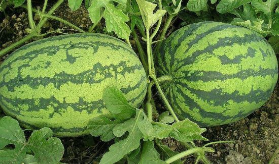 整个西瓜放冰箱可以放几天