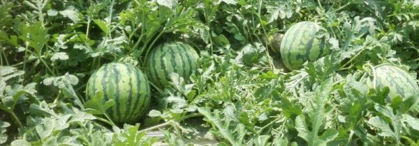 整个西瓜放冰箱可以放几天