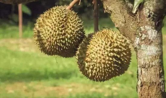 榴莲没开口是不是没熟