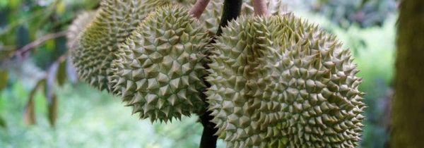 榴莲没开口是不是没熟