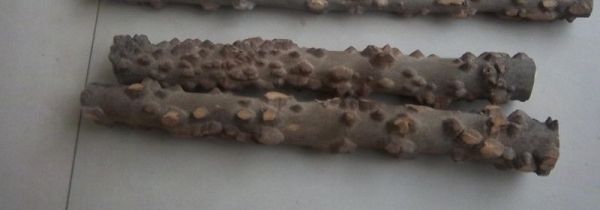 花椒木如何留疙瘩去皮