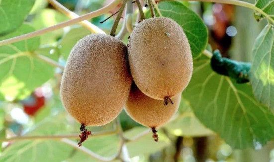 猕猴桃太硬怎么变软