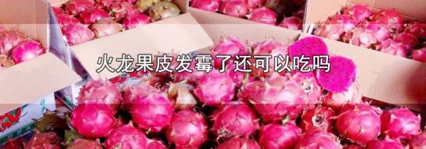 火龙果皮发霉了还可以吃吗