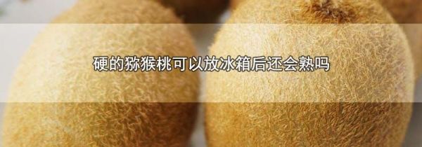 硬的猕猴桃可以放冰箱后还会熟吗