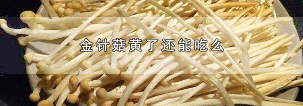 金针菇黄了还能吃么