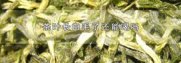 茶叶长白毛了还能喝吗