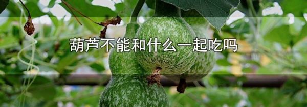 葫芦不能和什么一起吃吗