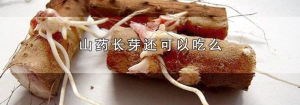 山药长芽还可以吃么