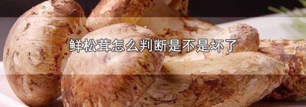 鲜松茸怎么判断是不是坏了