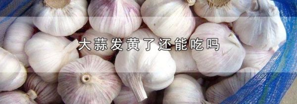大蒜发黄了还能吃吗