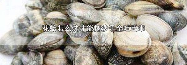 花蛤怎么洗才能把沙子全吐出来