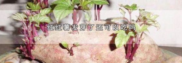 红红薯发芽了还可以吃吗