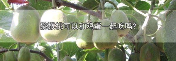 猕猴桃可以和鸡蛋一起吃吗?