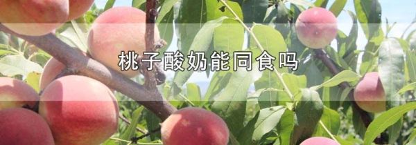 桃子酸奶能同食吗