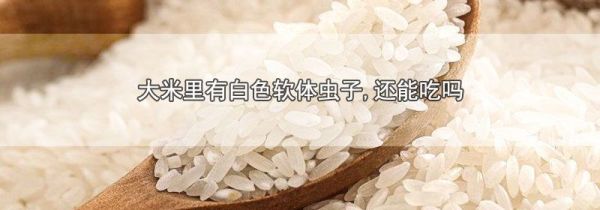 大米里有白色软体虫子,还能吃吗
