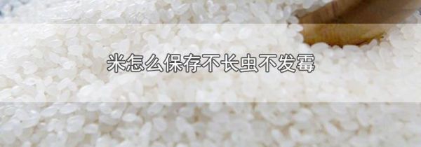 米怎么保存不长虫不发霉