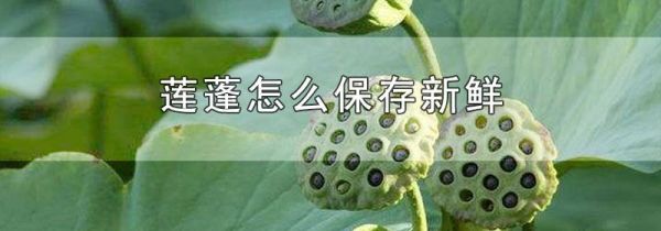 莲蓬怎么保存新鲜