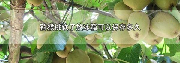 猕猴桃软了放冰箱可以保存多久