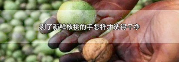 剥了新鲜核桃的手怎样才洗得干净