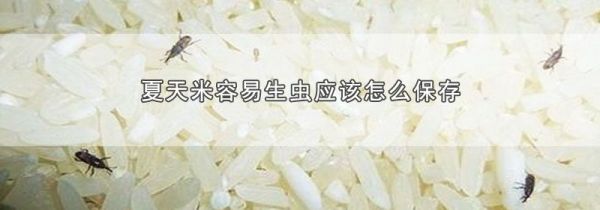夏天米容易生虫应该怎么保存