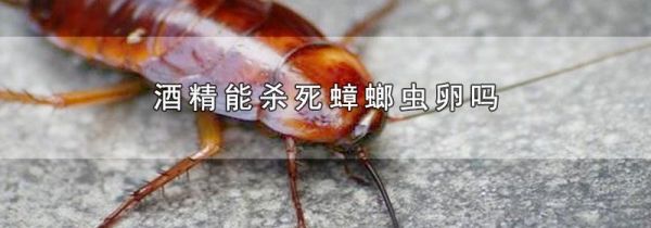 酒精能杀死蟑螂虫卵吗