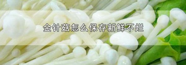 金针菇怎么保存新鲜不烂