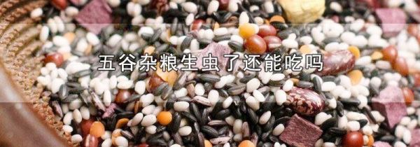 五谷杂粮生虫了还能吃吗