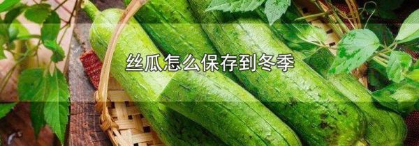 丝瓜怎么保存到冬季
